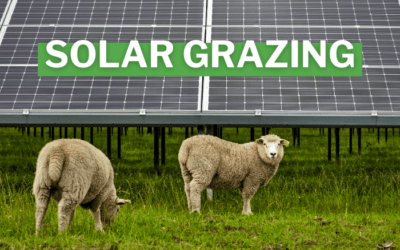 Solar Grazing